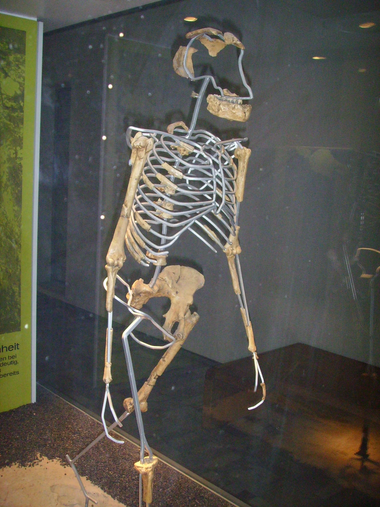Replika szkieletu Lucy. Szkielet hominida ustawiony w przeszklonej gablocie muzealnej, zrekonstruowany za pomocą metalowych prętów, prezentujący strukturę kości i proporcje ciała pradawnego człowieka.