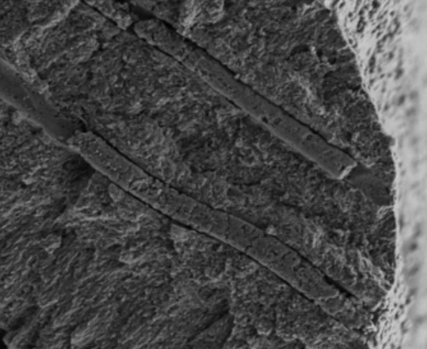 Mikroskopowe zdjęcia nanorobotów CalBot wewnątrz zębiny Dwie wydłużone struktury o szorstkiej powierzchni widoczne na tle ziarnistej, nierównej tekstury pod silnym powiększeniem mikroskopowym.