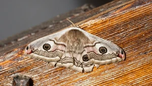 Nocne owady znikają. Radar ujawnił skalę problemu