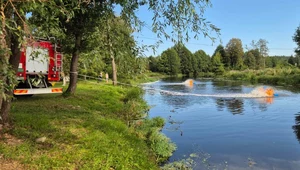 Śnięte ryby w rzece Wkra. Wyłowiono już prawię tonę