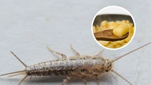 Połóż go w nocy na płytkach w łazience. Rano po rybikach cukrowych nie będzie śladu