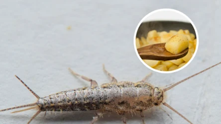 Nie wiesz, jak pozbyć się rybików? Nie musisz stosować chemii, wystarczy popularne warzywo