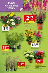 Odlotowe ceny! - Auchan