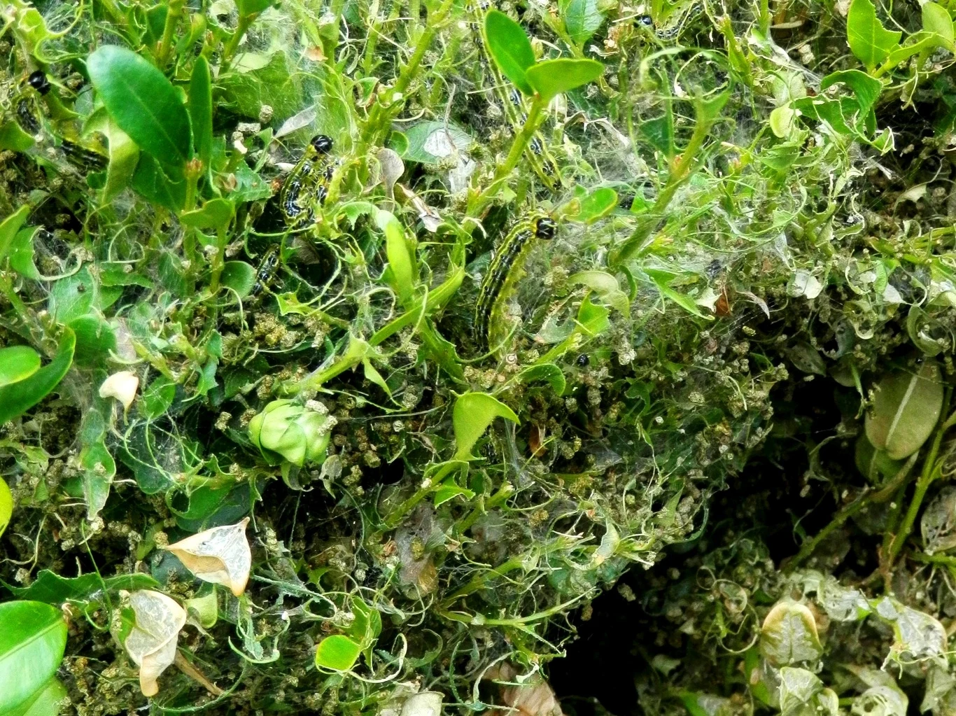 Krzew uszkodzony przez gąsienice ćmy bukszpanowej Liście i łodygi roślin zniszczone przez liczne gąsienice, częściowo pokryte pajęczynami oraz resztkami zjedzonych liści, widoczne zielone i brązowe fragmenty roślin oraz liczne gąsienice szkodnika.