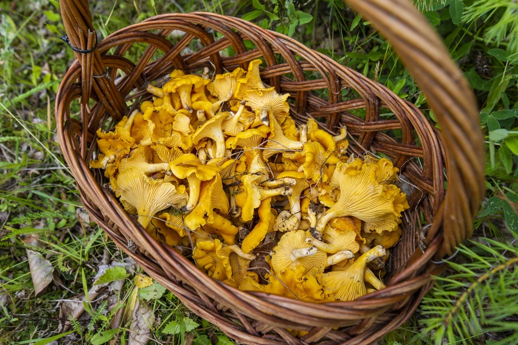Koszyk wiklinowy wypełniony świeżo zebranymi kurkami o intensywnie żółtopomarańczowej barwie, ustawiony na tle zielonej trawy i liści leśnych.
