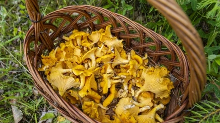 Kurki to wyjątkowo zdrowe grzyby. Jako jedyne niemalże nigdy nie są robaczywe