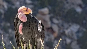 Kamera uchwyciła gigantycznego ptaka. Naukowcy nie kryją radości