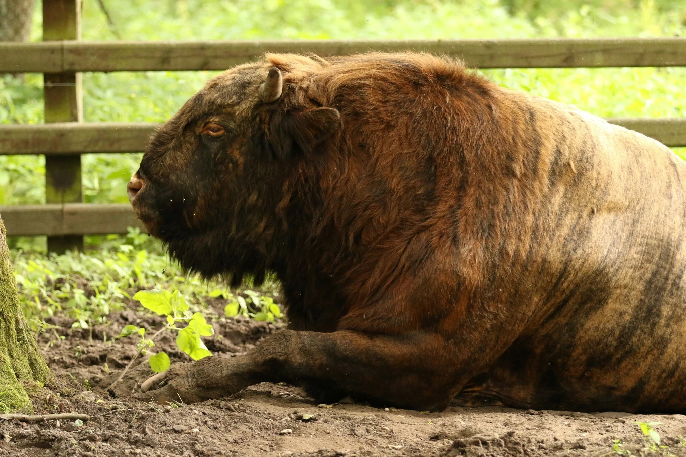 Żubroń, czyli odpowiedź na kryzys gospodarczy PRL-u. Czemu go hodowano? Żubroń, czyli odpowiedź na kryzys gospodarczy PRL-u. Czemu go hodowano?