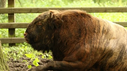 Żubroń, czyli odpowiedź na kryzys gospodarczy PRL-u. Czemu go hodowano? 