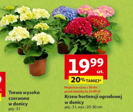 Krzew