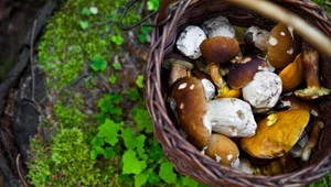 Grzybowa stolica Polski