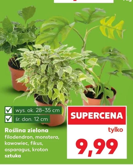 Roślina doniczkowa Ok.