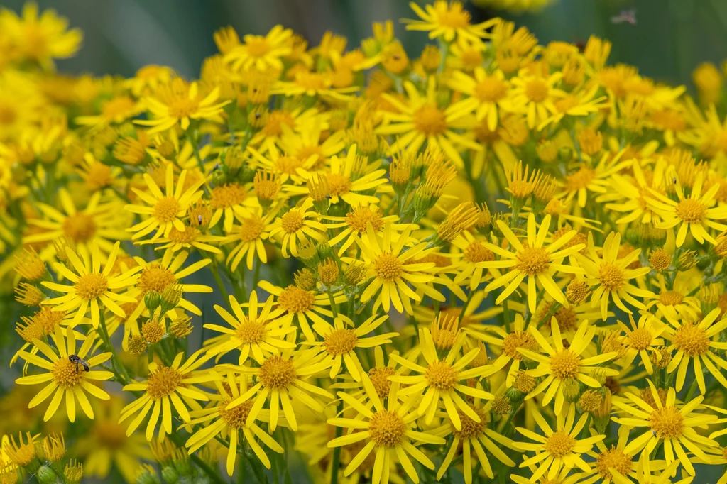 Starzec jakubek (Jacobea vulgaris) niegdyś był uznawany za roślinę leczniczą. Dziś wiemy, że jest odwrotnie