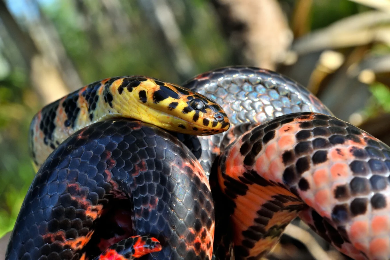 Wąż o żółtej głowie i czarnych plamach oplata błyszczące, ciemne ciało z czerwonymi i różowymi wzorami, znajdujący się w naturalnym, leśnym otoczeniu.