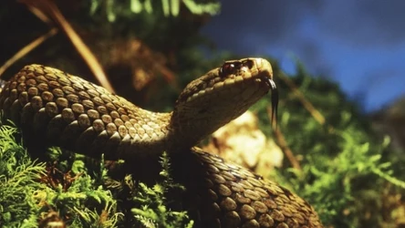 Żmija zygzakowata jest gatunkiem chronionym