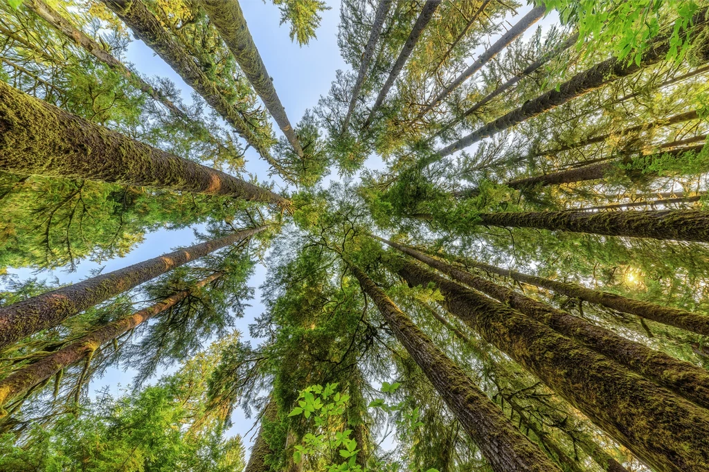 Rośliny z tego rodzaju obecne były już w oligocenie Ameryki Północnej. Najstarsze znane skamieniałości reprezentujące rośliny w typie P. macrocarpa datowane są na około 32 miliony lat