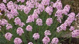 Nadaje się nawet na nieurodzajną, suchą glebę. Ozdobi ogród dywanem różowych kwiatów