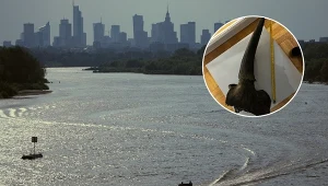 Szczątki czaszki żubra stepowego znalezione w Wiśle