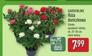 Róża Gardenline