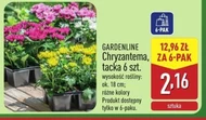 Chryzantema Gardenline