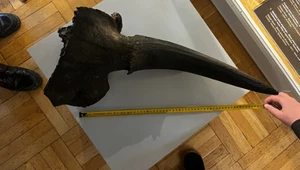 Niezwykłe znalezisko nastolatka w Wiśle. Skarb oddał do muzeum w Warszawie