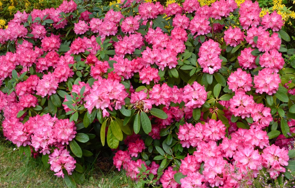 Nawożenie rododendronów jesienią sprawia, że w sezonie bujnie rozkwitają Nawożenie rododendronów jesienią sprawia, że w sezonie bujnie rozkwitają