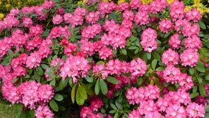 Rododendron bez kwiatów? To najczęstsza pomyłka ogrodników
