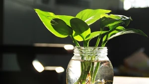 1 łyżeczkę zmieszaj z letnią wodą i włóż roślinkę. W kilka dni wypuści korzenie 