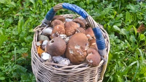 Grzyby wyrosną nawet w ciągu doby. Taka pogoda sprzyja im najbardziej