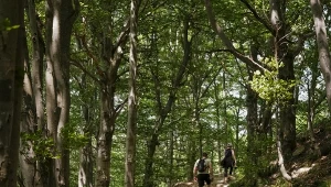 Jak legalnie biwakować w lesie?