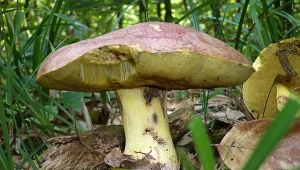 Nigdy nie zrywaj tego grzyba. Mandat będzie droższy, niż luksusowe wakacje