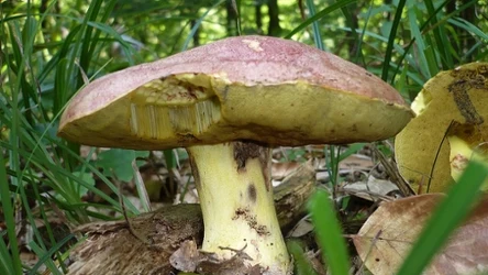 Masłoborowik królewski to jadalny grzyb, którego jednak nie można zbierać w polskich lasach. Jest pod ścisłą ochroną