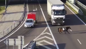 Koń na drodze ekspresowej S19. Kierowcy w szoku na obwodnicy Lublina