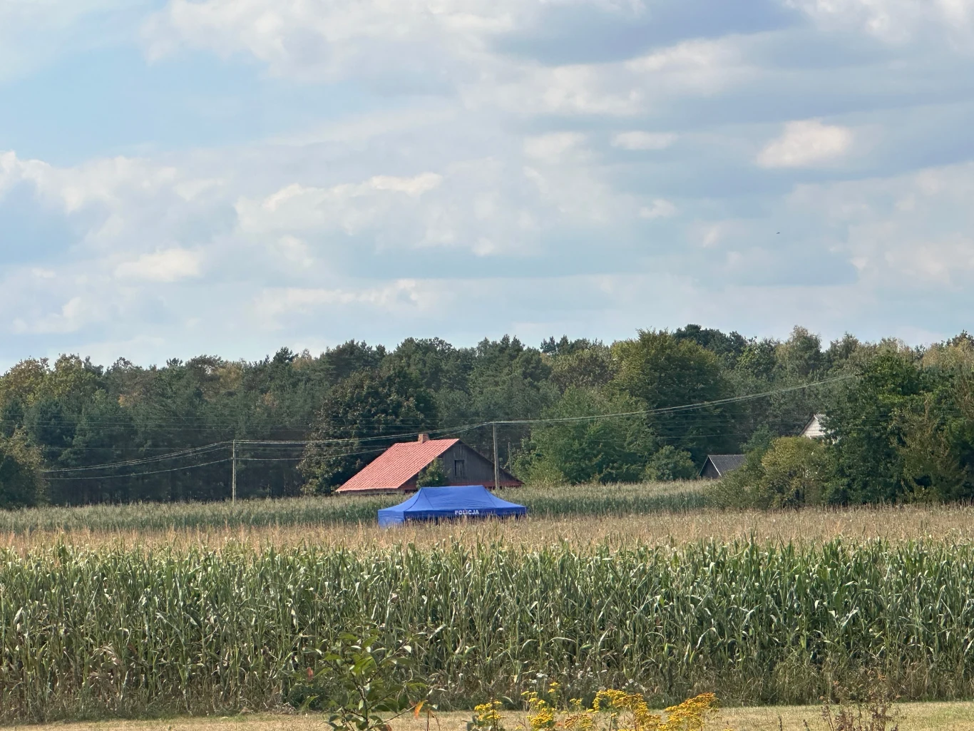 Dom z czerwonym dachem wśród zielonego pola kukurydzy, na tle lasu i błękitnego nieba z białymi chmurami, na pierwszym planie widoczne jest pole, a na środku fragment niebieskiego dachu innego budynku lub konstrukcji.
