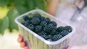Chwila nieuwagi i rozwinie się 13 pokoleń. Owocowe plony pójdą do kosza