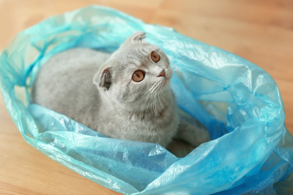 Szary kot brytyjski o bursztynowych oczach siedzi w niebieskiej, plastikowej torbie leżącej na drewnianej podłodze.