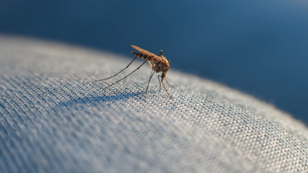 Rośnie liczba zakażeń chorobami przenoszonymi przez komary Komar siedzący na jasnoniebieskim materiale, wyraźnie widoczne szczegóły owada oraz faktura tkaniny na pierwszym planie.