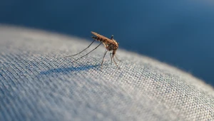 Komary atakują Europę. Eksperci zapowiadają "nową normę"