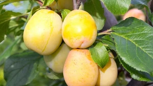 Miodowe śliwki idealne na dżem lub mus. Są soczyste i mają delikatny smak 