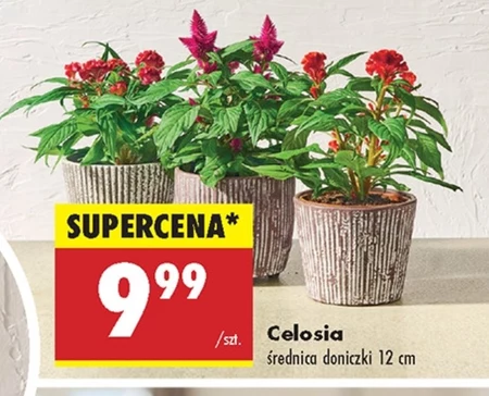 Селосіє