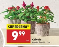 Celosia