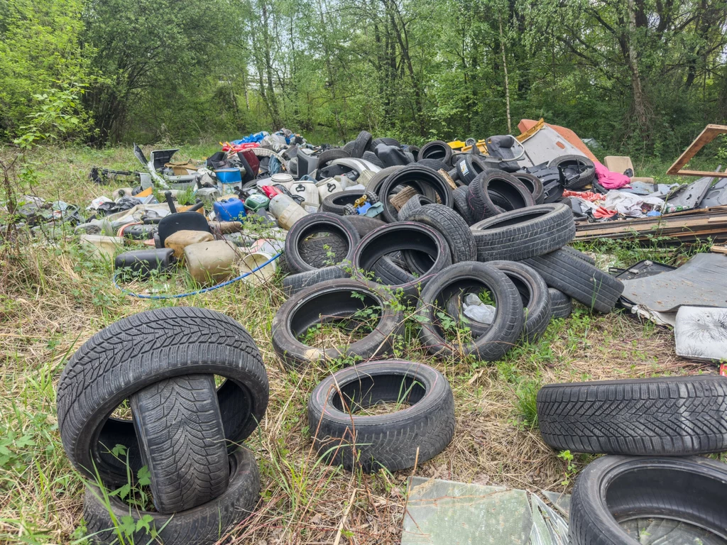 Taki widok w polskich lasach to niestety przykra rzeczywistość Taki widok w polskich lasach to niestety przykra rzeczywistość