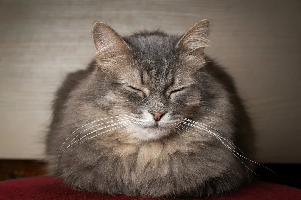 Puszysty szary kot siedzący z zamkniętymi oczami na bordowym podłożu, z dobrze widocznymi długimi wąsami i miękką sierścią, oświetlony delikatnym światłem z przodu.
