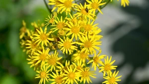 Tę roślinę lepiej omijać z daleka. Jest toksyczna i rakotwórcza