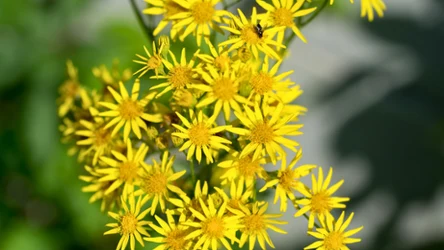 Starzec jakubek — trująca roślina czy ziele lecznicze? 