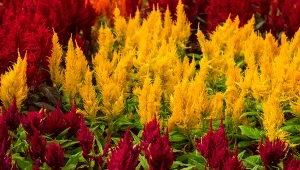 Są jeszcze piękniejsze, niż wrzosy. W tym roku sadzę je w ogrodzie i na balkonie