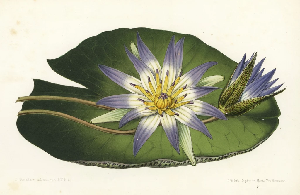 Ilustracja botaniczna przedstawiająca kwiat lilii wodnej o białych i fioletowych płatkach z żółtym środkiem, na dużym, zielonym liściu wodnym oraz z zamkniętym jeszcze pąkiem.