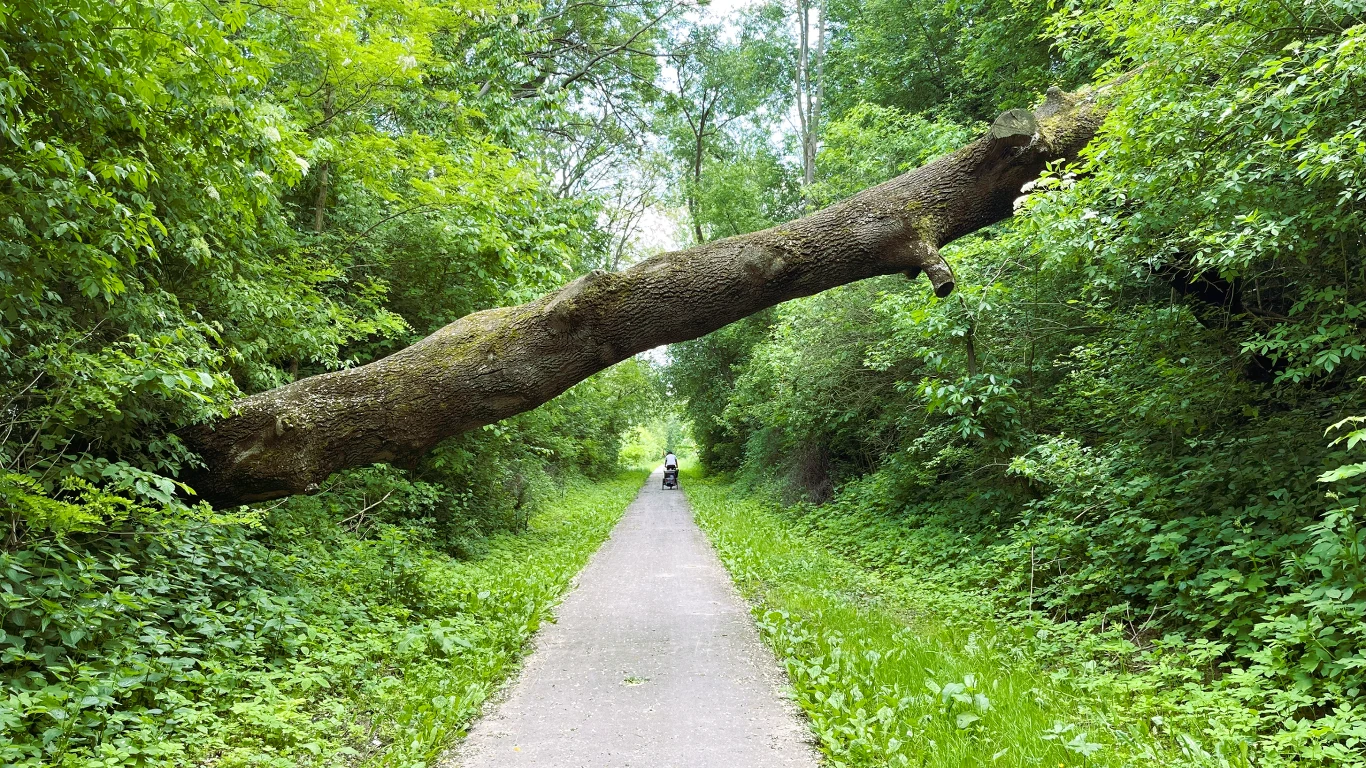 Duże przewrócone drzewo zawieszone nad asfaltową ścieżką otoczoną gęstą zielenią, w oddali widoczny pojedynczy rowerzysta zmierzający w kierunku przeszkody.