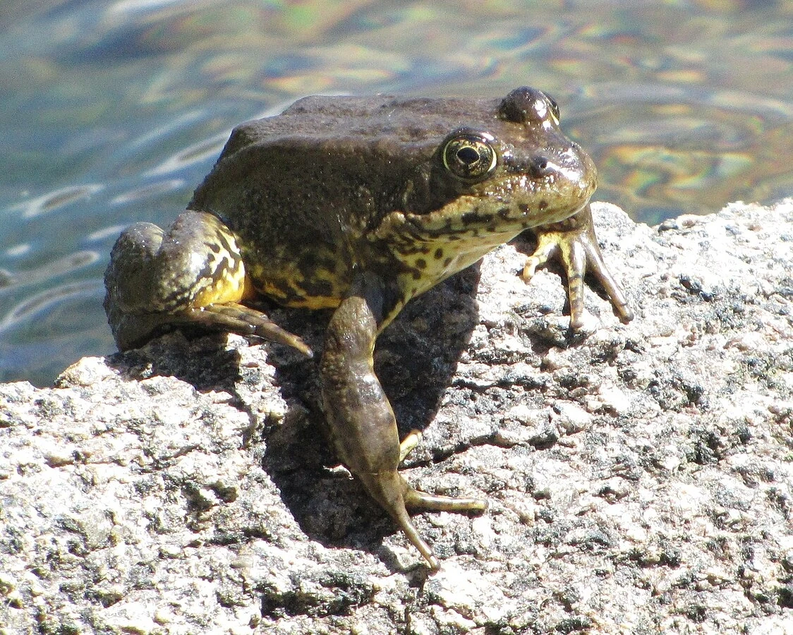 Żaba siedzi na kamieniu nad wodą, jej skóra ma oliwkowozielony kolor z ciemniejszymi plamami, wyraźne oczy skierowane są w stronę aparatu.