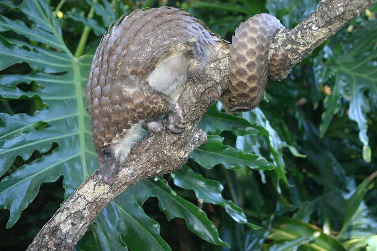 Pangolin wspinający się na gałęzi drzewa otoczonej dużymi, zielonymi liśćmi, zwierzę pokryte łuskami przypomina szyszkę i ma długi ogon owinięty wokół gałęzi.